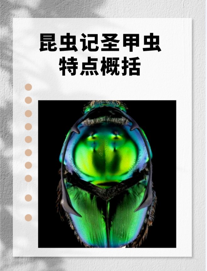 昆虫记圣甲虫特点概括