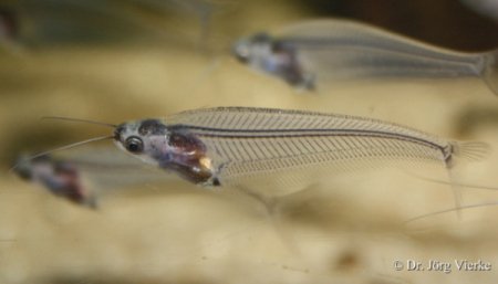 玻璃鲶是淡水吗?