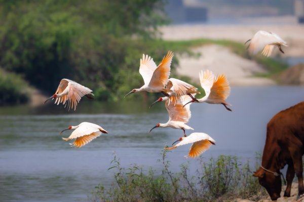 祈愿平安的简短句子