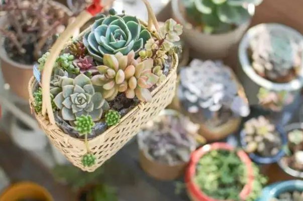 怎样种植多肉多海棠？