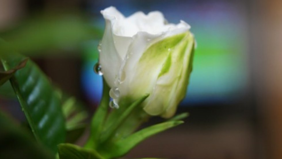 什么花在不同的时间开放?