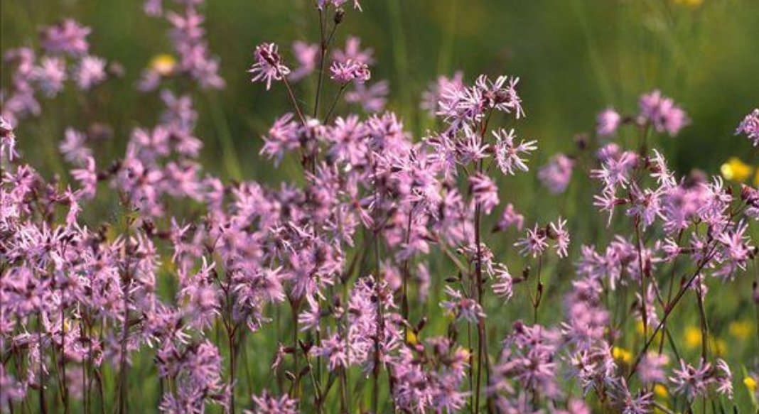 什么花在不同的时间开放?