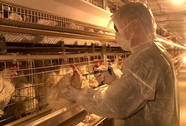 人与畜禽关系阿梅