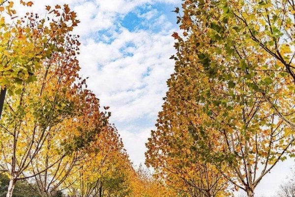 古代有梧桐抱秋的习俗