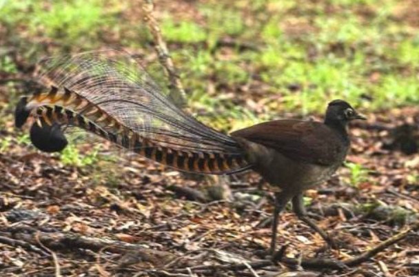 澳大利亚的国鸟是什么呢？