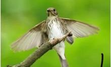 巴西小鸟镜头前搞怪跳舞，为何被网友戏称“鸟界舞王”？