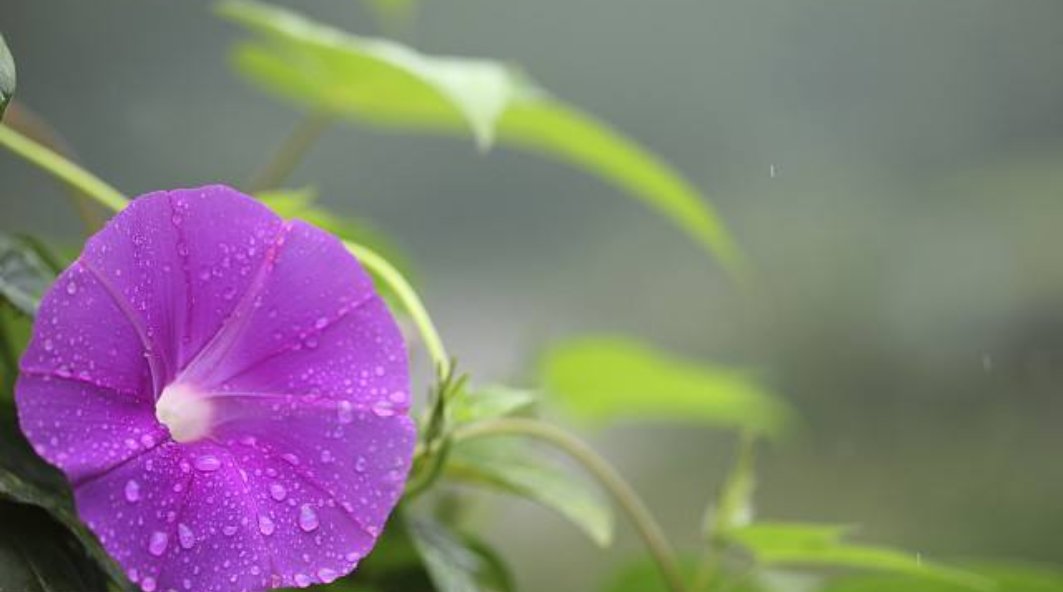 什么花在不同的时间开放?