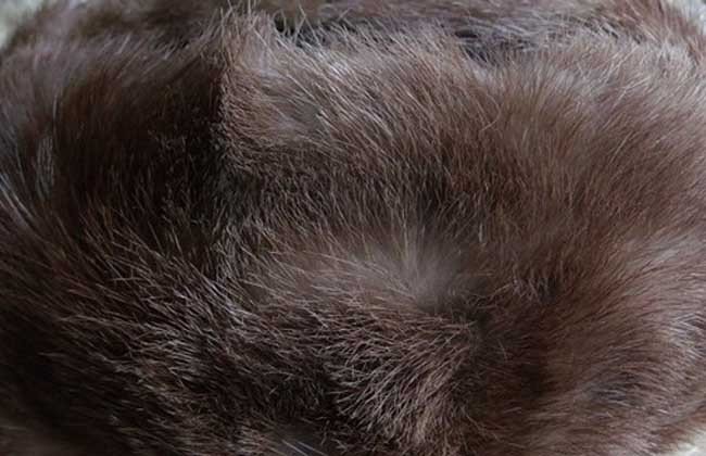 回收貂皮大衣价格一般是多少啊？