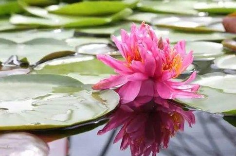 美！广州七蒂莲为何能入选吉尼斯纪录？