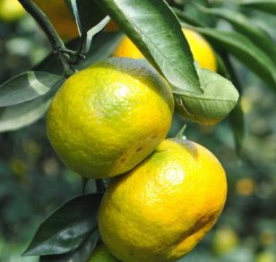 一年四季都可以有橘子，这是为什么？