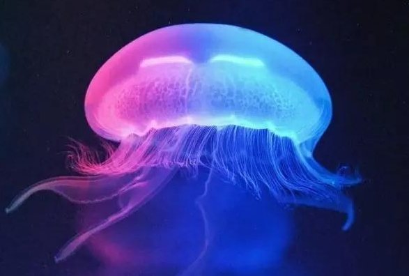 猜一猜以下哪种海洋动物没有大脑和心脏