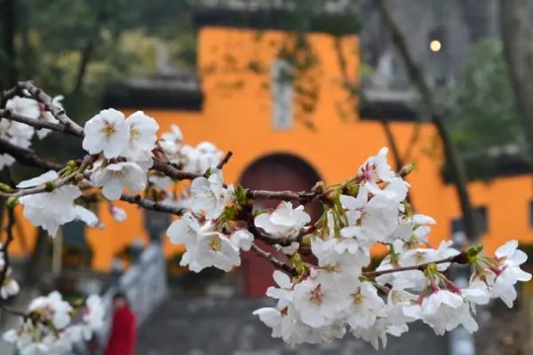 鸡鸣寺的樱花开了是什么意思