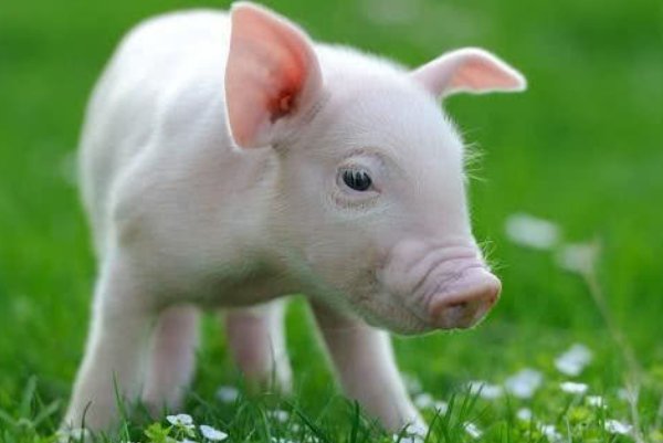 余钱剩米打一生肖