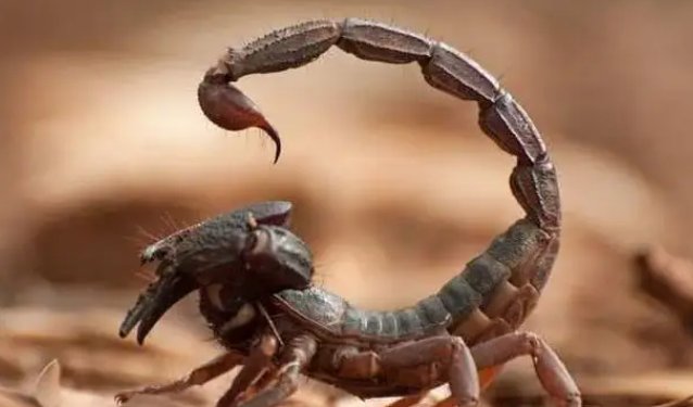 五毒之首哪个排第一？