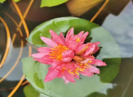 美！广州七蒂莲为何能入选吉尼斯纪录？