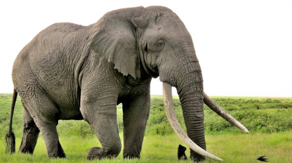 大象的英语单词怎么读