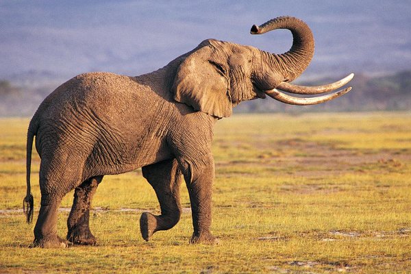 一头大象重多少