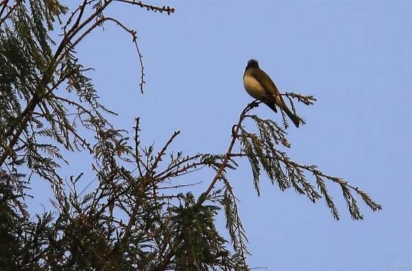 雾把自己藏了起来仿写小鸟把自己