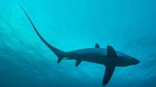 哪种动物一生都在换牙,只要牙齿受损立刻会有新的补上？