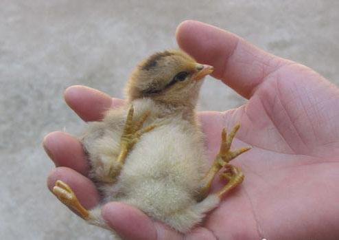 4条腿的鸡，它是如何生长的？