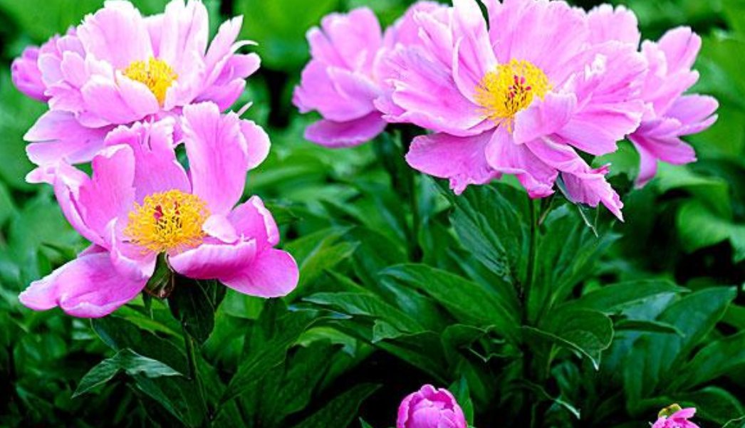 什么花在不同的时间开放?