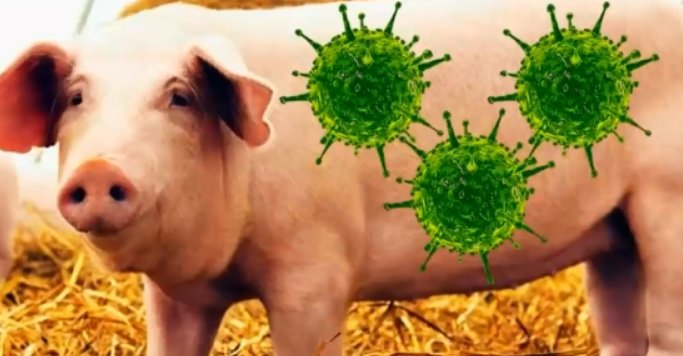 我国发现新型重组猪流感病毒，该病毒的传播率有多高？