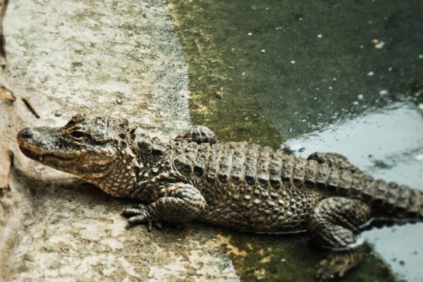 扬子鳄为什么又叫鼍神?