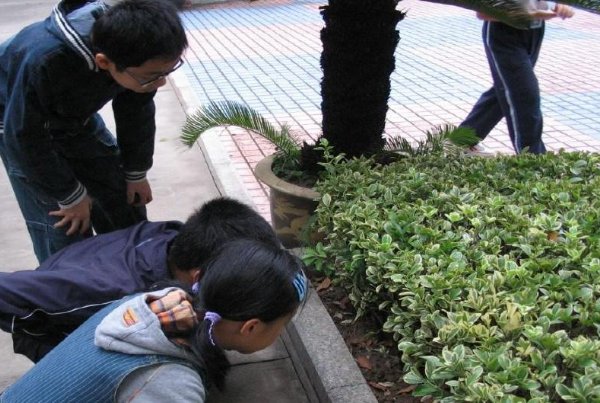 探究光对鼠妇的影响