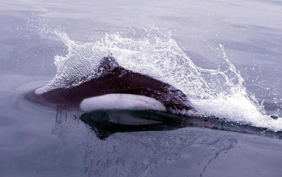 虎鲸的天敌是什么？