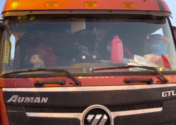 滞留在上海司机吃10天泡面喂副驾爱犬鸡蛋，狗狗有个怎样的主人？