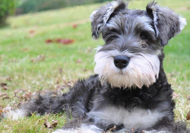 现在养宠物为什么越来越贵了?