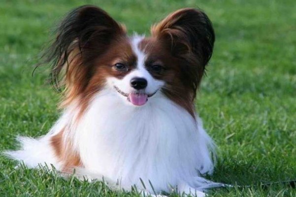 蝴蝶犬为什么禁养