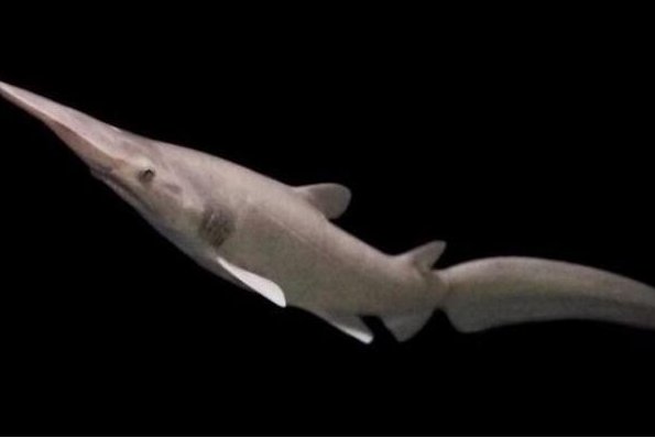 十大变异鲨鱼有那些？