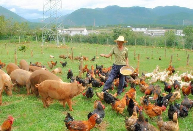 人与畜禽关系阿梅