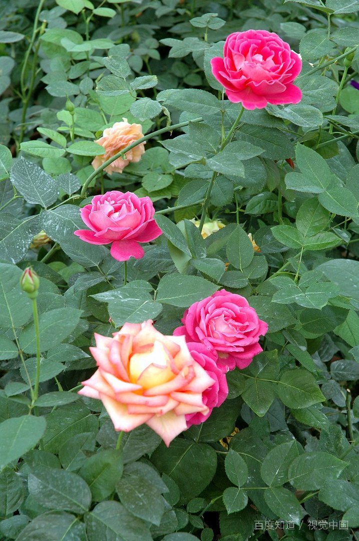 异性朋友牵我的手正常吗？