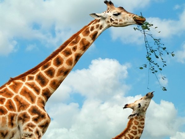 长颈鹿喝水时通常会采用什么姿势