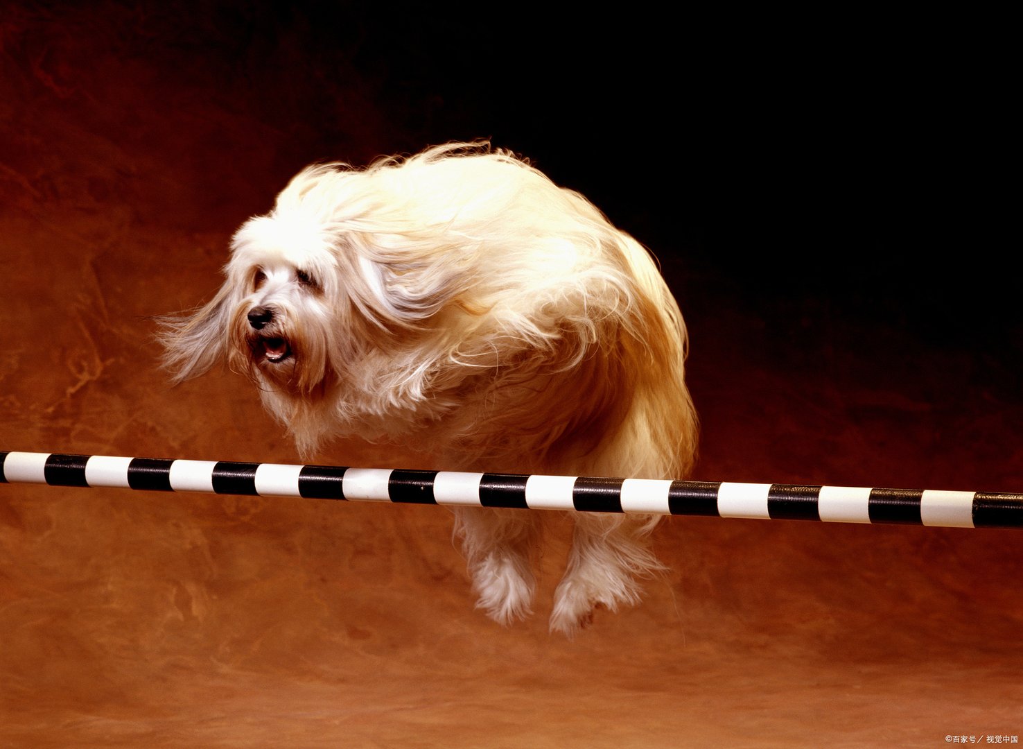 正确掌握配种期，是提高受胎率的关键，那么藏獒配种知识你知道吗？