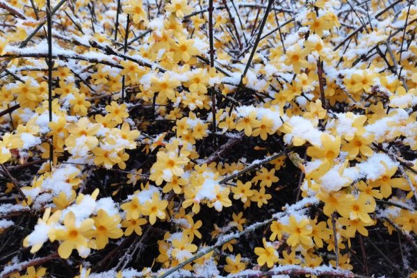 春雪的说说发朋友圈