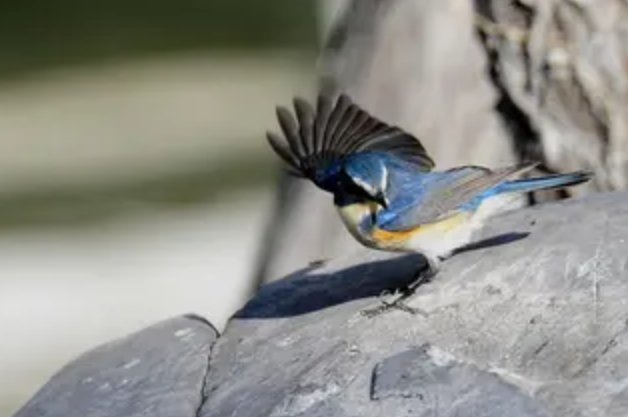 蓝背八色鸫是什么鸟？