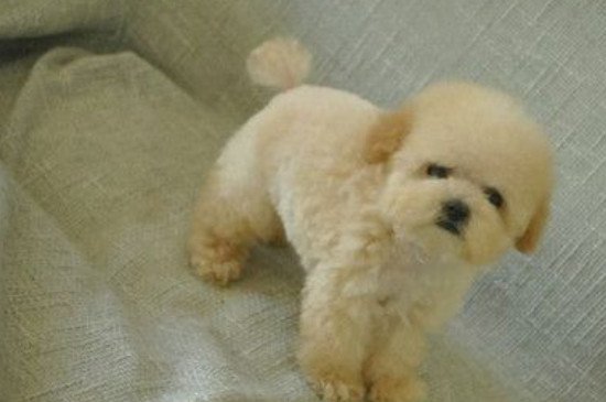 茶杯犬怎么形成的?