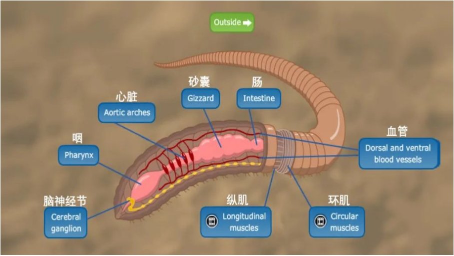 蚯蚓有几个心脏
