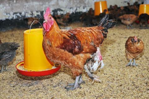 4条腿的鸡，它是如何生长的？