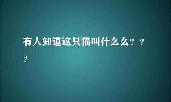 有人知道这只猫叫什么么？？？