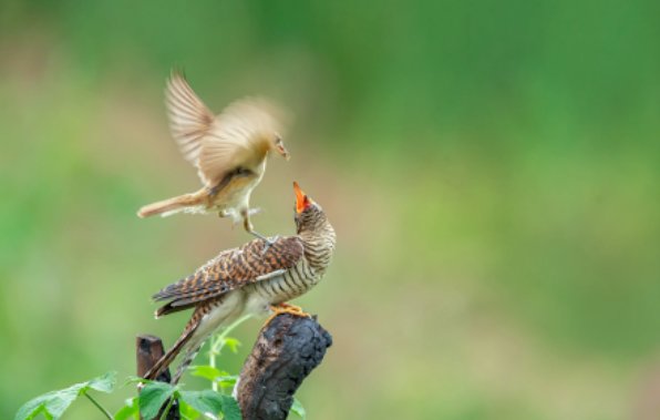 杜鹃的巢寄生行为是真的吗？它们为何这么做？