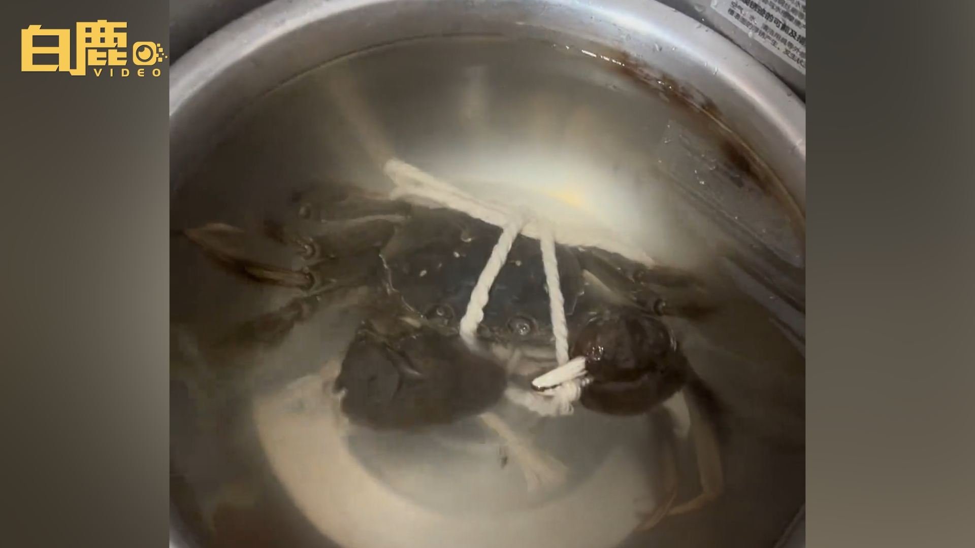 男子吃螃蟹意外发现它自己解绳,打赌解开就放生,最终的结果如何?