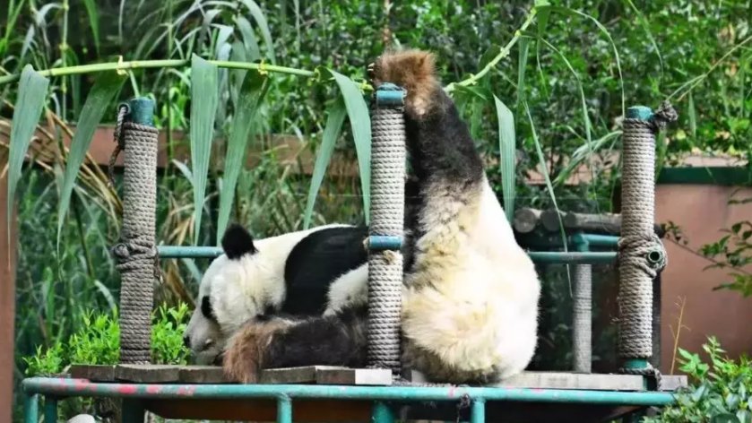 我国把大熊猫送给了哪个国家﹖