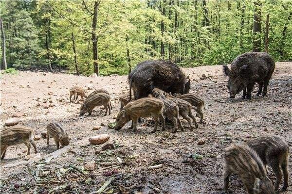 这是牛杂交的吧！世界上最大的野猪究竟有多大？