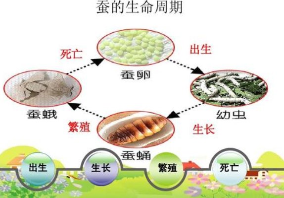 蚕的生长周期有多长