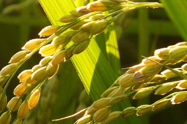 稻怎么读音是什么