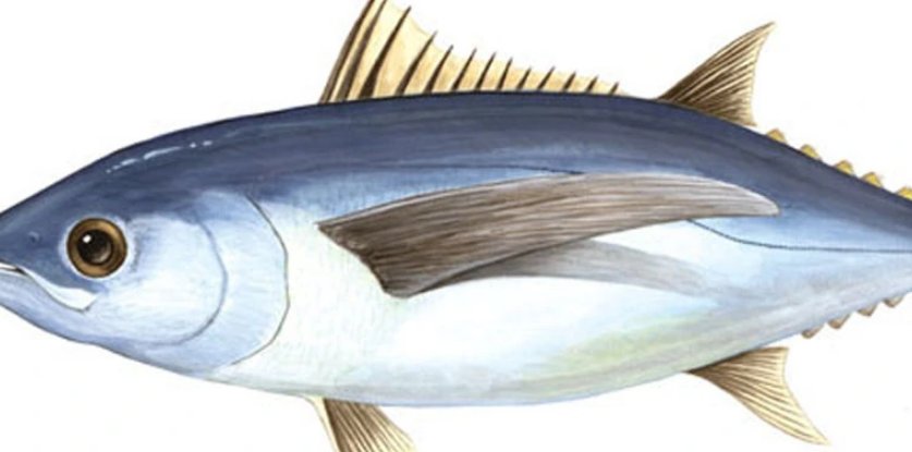 热血的鱼是金枪鱼还是鳕鱼?